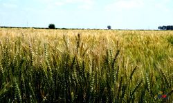 Hasat Yaklaştı Çiftçi Bekliyor! Buğday 'da Taban Fiyat Ne Olacak?