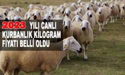 İşte 2023 Yılı Canlı Keçi Koyun Kurbanlık Kilogram Fiyatı!