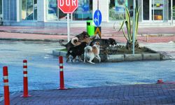 Vatandaşlar Başıboş Köpeklerden Şikayetçi