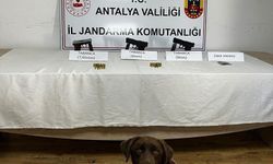 Jandarma narkotik köpeklerinden uyuşturucuya geçit yok