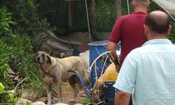 Köpek, Yaşlı Kadını Yaraladı Ekipler Güçlükle Yakaladı