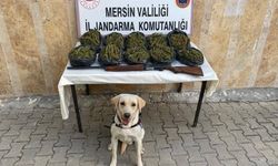 24 Kilo Skunk Ele Geçirildi