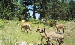 Doğaya Salınan Yaban Keçileri Üremeye Başladı