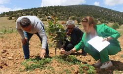 Antep Fıstığı Fidanları Yüz Güldürdü