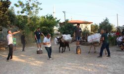 Eşeğe Saman Balyası Yüklemek İçin Kıyasıya Yarıştılar