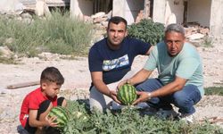 Enkazda Yetişen Kavun Ve Karpuzda Hasat Vakti