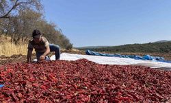 Tescilli Maraş Biberinin Hasadı Başladı