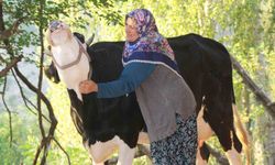 Köyde Artık Süt Bulamaz Oldular!