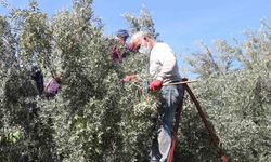 Zeytin Hasadı Başladı, En Düşük Fiyat 10 TL