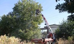 Konya'da Cevizleri Vinçle Topluyorlar'