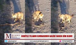 Kediyle Yılanın Kavgasının Galibi Bakın Kim oldu!