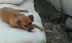 Köpeğine Emzik Takıp, Ninni Söyledi!