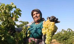 Hatay'da Üzüm Hasadı Başladı