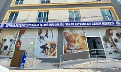 5 Yılda 14 Bin Sokak Hayvanı Kısırlaştırıldı