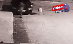 Köpeğin Saldırdığı Genç Kız Son Anda Kurtuldu