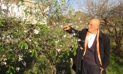 Mersin’de Badem Ağaçları Çiçek Açtı