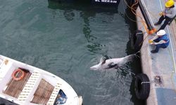 Mersin’de Yunus Balığı Ölü Olarak Bulundu