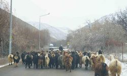 Dikkat! Karayolunda Keçi Var!