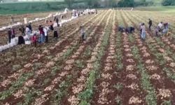 Adana’da Turfanda Patates Hasadı Başladı