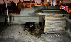 Adana’da ‘Rottweiler’ Dehşeti!