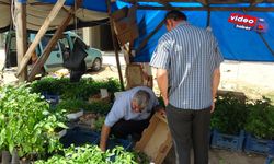 Adana’da Ata Tohumu Ve Fidelerine Yoğun İlgi!