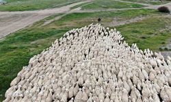 Yerli ‘Kangal Akkaraman’ Koyununda İyi Bakım Doğum Oranını Arttırdı