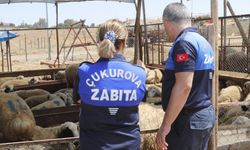 Çukurova Belediyesi Kurban Satış Ve Kesim Yerlerini Denetledi