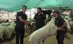 Mersin’de Kurbanlık Hayvan Pazarlarında Hareketlilik Başladı