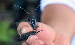 Muğla’da İlk Defa Görüldü, Ekipler Alarma Geçti