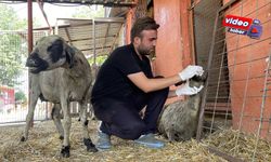 Yangından Etkilenen Hayvanlar Adana’da Tedavi Altına Alındılar
