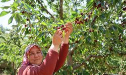 Lezzeti Ülke Sınırlarını Aşan Saimbeyli Kirazı Tescil Bekliyor