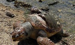 Denizde Ölü Caretta Caretta Bulundu