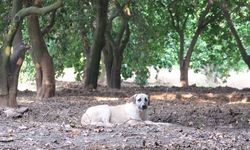 Çocuğu Yaralayan Başıboş Köpekler Hâlâ Bahçede