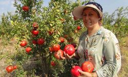 Mersin’de Yılın İlk Erkenci Nar Hasadı Yapıldı