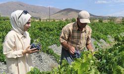 Tescilli Cimin Üzümünde Hasat Zamanı