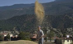 Coğrafi İşaretli Tosya Pirincinin Hasadı Başladı