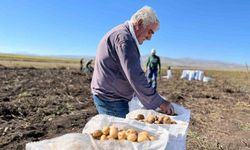 Kışlık Patates Hasadı Başladı