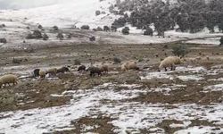 Yaylada Kar Yağışında Koyunlarına Türkü Söyledi