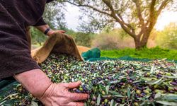 Sofralık Zeytin İhracatında Tarihi Rekor