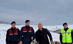 Çalınan Çoban Köpeklerini Jandarma Buldu