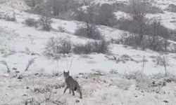 Kırmızı Listedeki Vaşak Görüntülendi