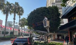 Atatürk Caddesi’ndeki Ağaçlar Budandı