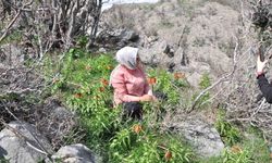Ters Laleleri Görmek İçin Dağa Tırmandılar