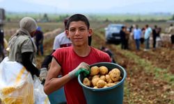 Adana’da Patates Hasadı Başladı Tarlada Kilogramı 22-24 Lira