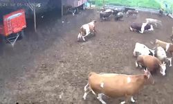 İneklerin Depreme Yakalandığı Anlar Kamerada