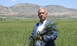 Buğday Verimi Çiftçilerin Yüzünü Güldürüyor