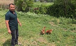 Bahçesine Giren Tilkiye Seslendi: "Kanun Namına Teslim Ol!"