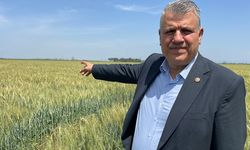 Barut: “Buğdayda Rekolte Kaybı Yüzde 50”