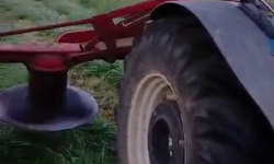 Çiftçinin Dikkati 8 Yavru Köpeğin Hayatını Kurtardı