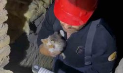 Havalandırma Boşluğuna Düşen Yavru Kediler Kurtarıldı